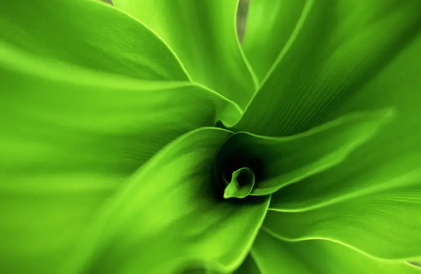 نباتات منزلية تحارب العفن وتقلّل الرطوبة في الشتاء